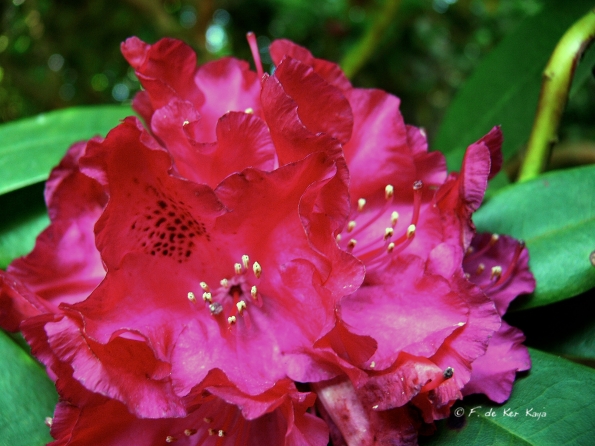 Bois des Moutiers (79) Juin 2012